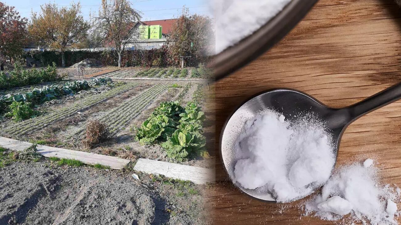 Городники розповіли, як використовувати соду для росту і захисту рослин