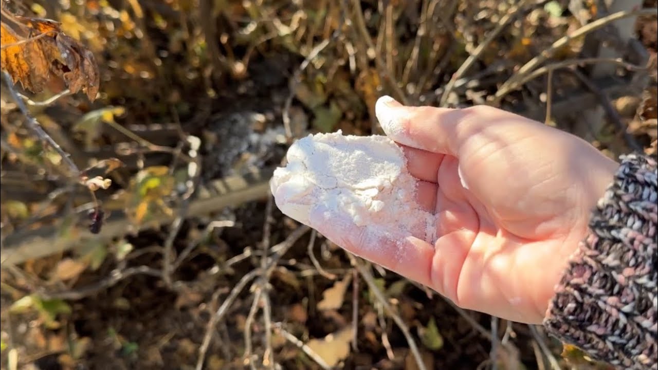 Городники розповіли, чим підживити смородину у жовтні 