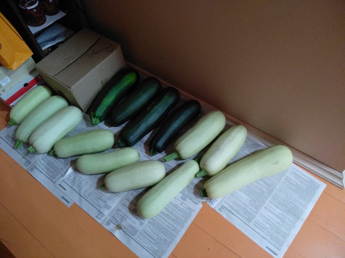 Городники розповіли, який сорт кабачків довго плодоносить і зберігається