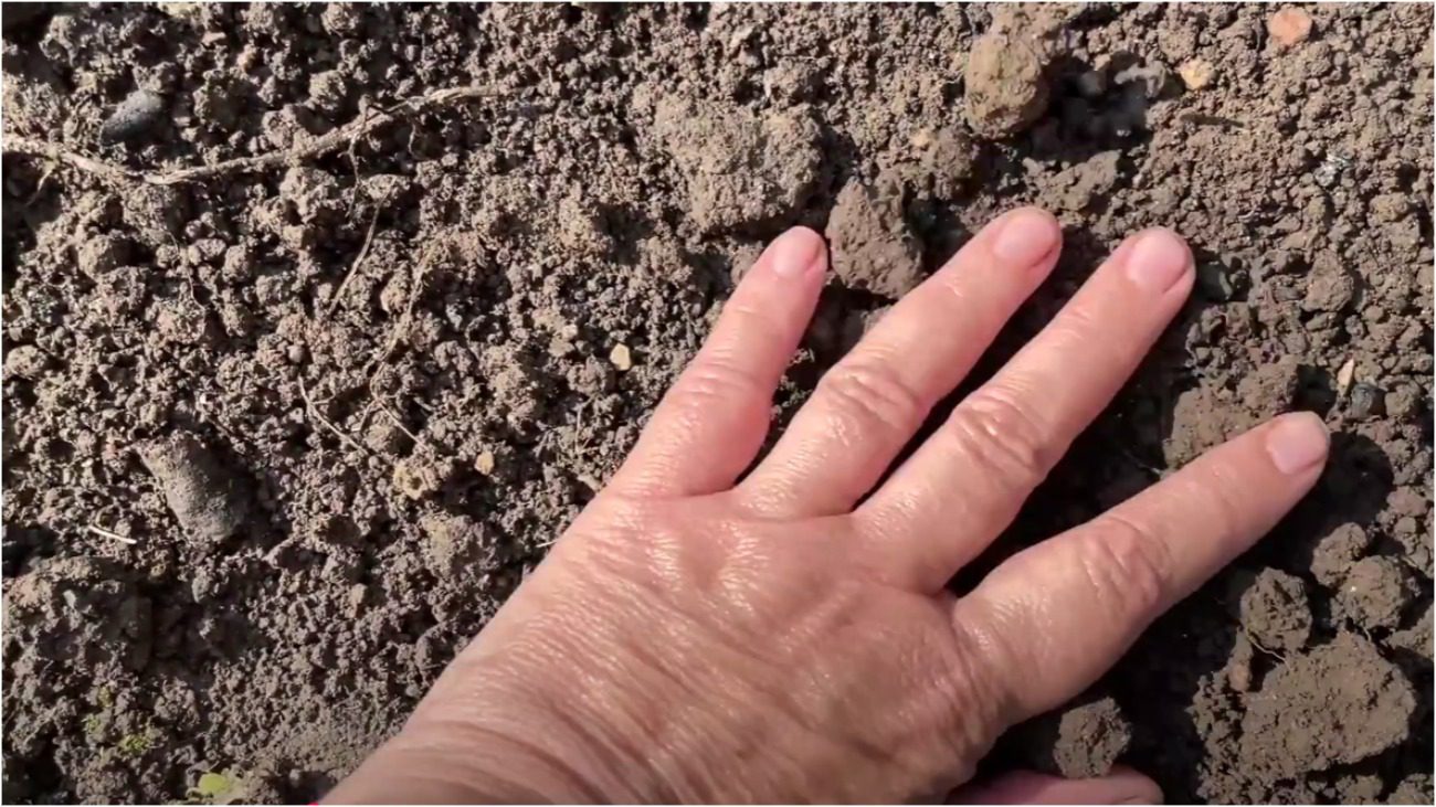 Городники знайшли безкоштовне добриво, яке діє краще ніж гній та перегній