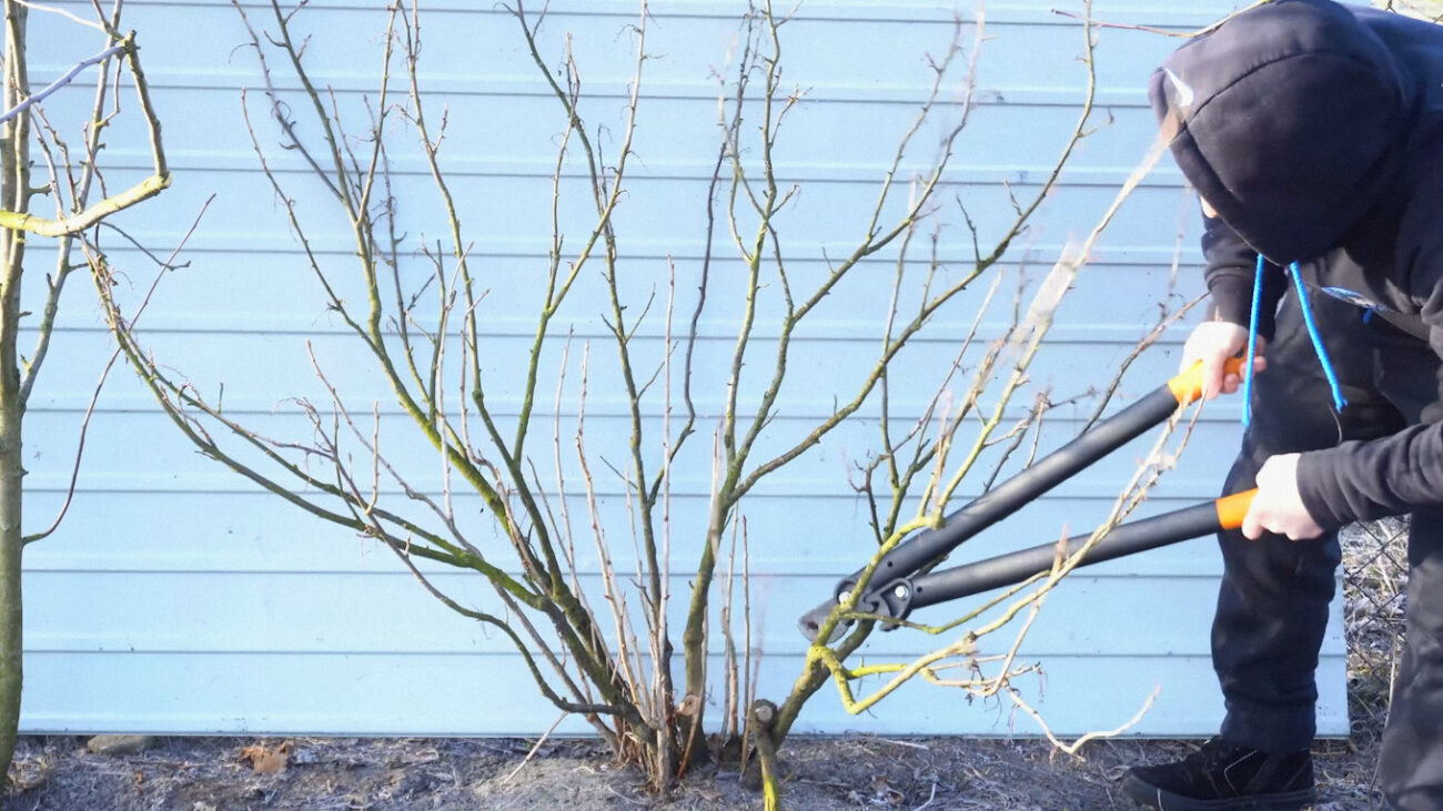 Садівники пояснили, як осіння обрізка підвищує урожайність смородини