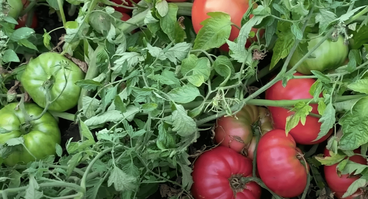 Городники назвали найкращі сорти великих томатів 2025 року