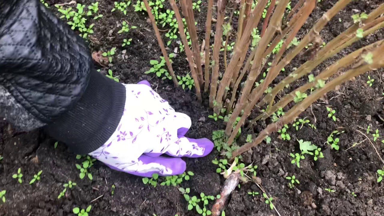 Як захистити хризантеми від морозів