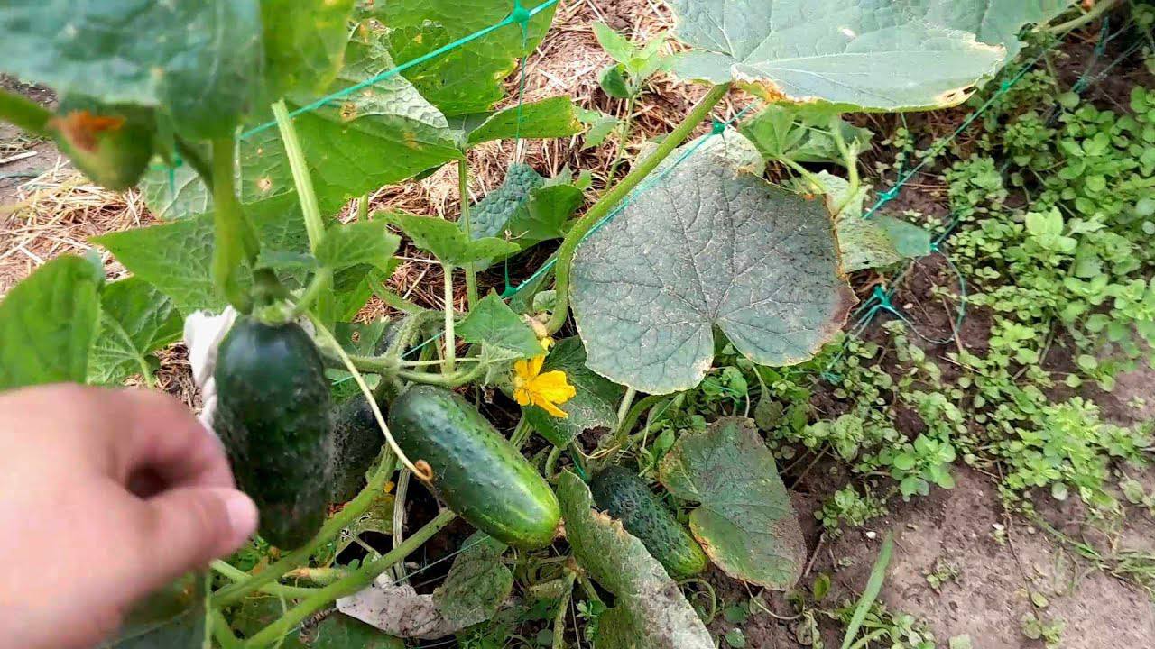 Городники назвали 1 хитрий прийом для вирощування огірків 