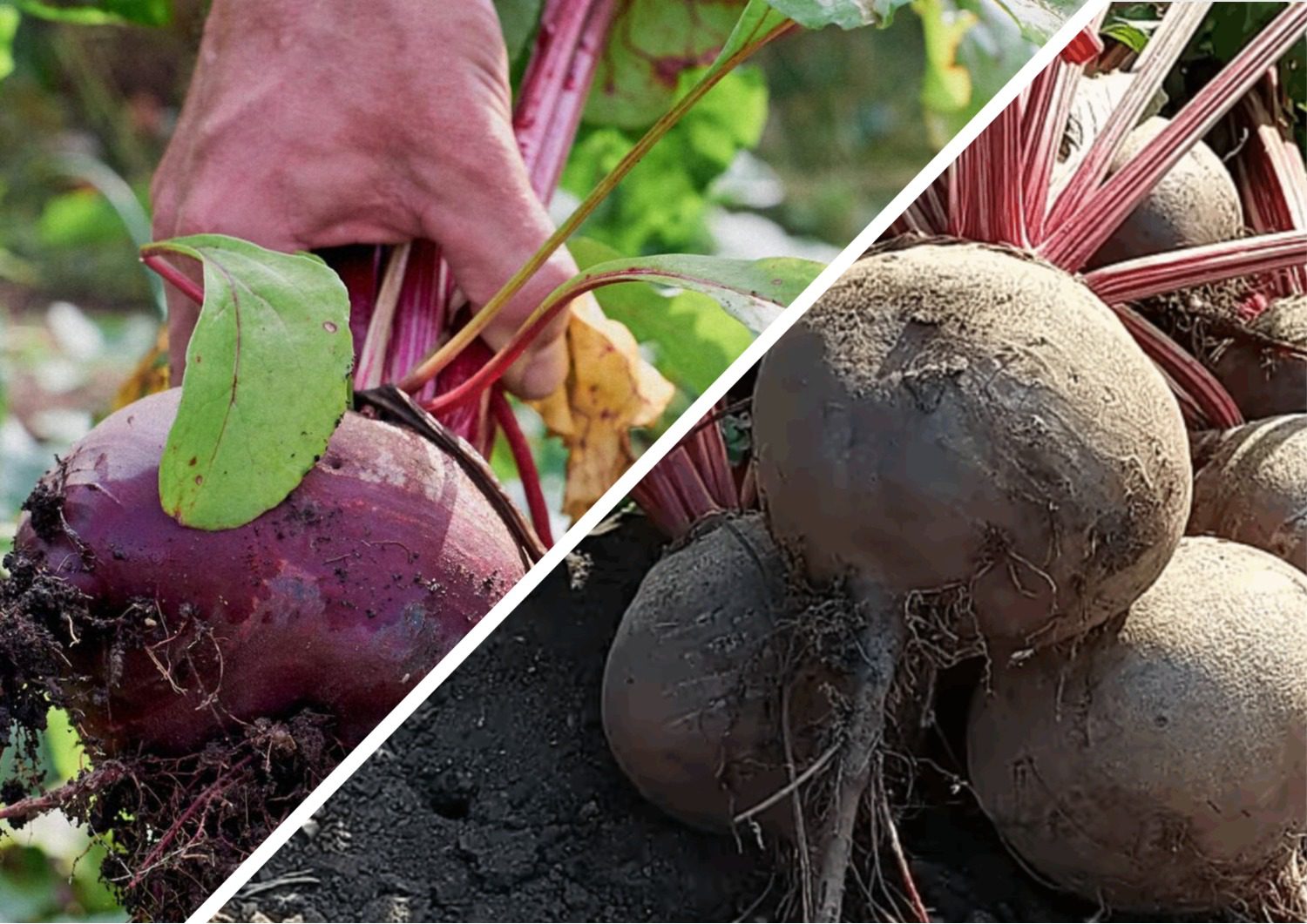 Городники назвали два сорти буряка, які ідеально зберігаються всю зиму Городники назвали два сорти буряка, які ідеально зберігаються всю зиму