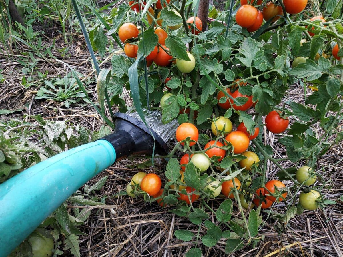 Городники розповіли, чим найкраще підживлювати томати 