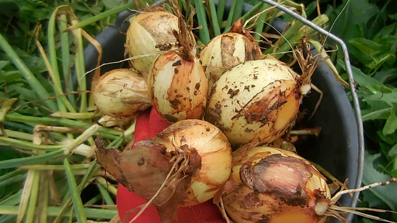 Ріпчаста цибуля Золотиста