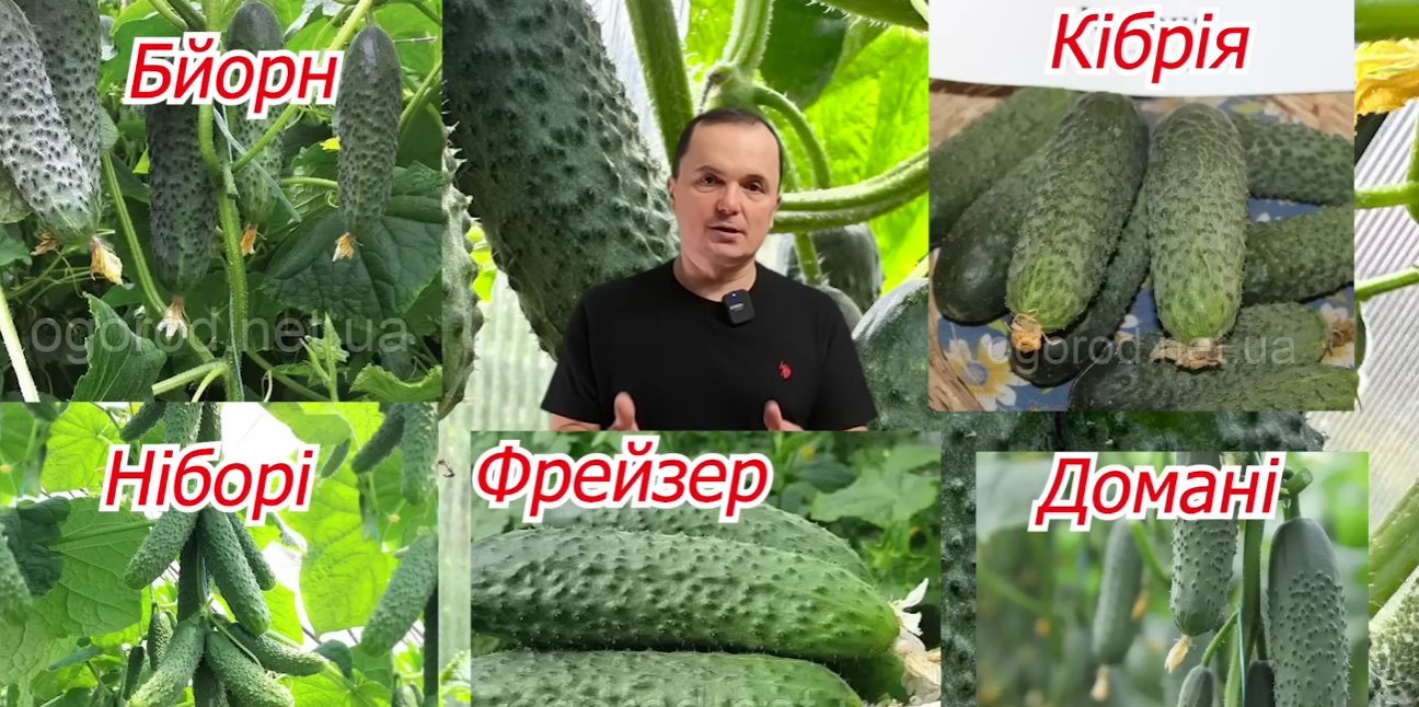 Городники вибрали 5 найкращих сортів огірка: витривалі та врожайні