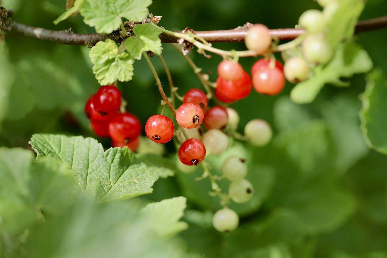 Експерти розповіли про обрізку червоної смородини