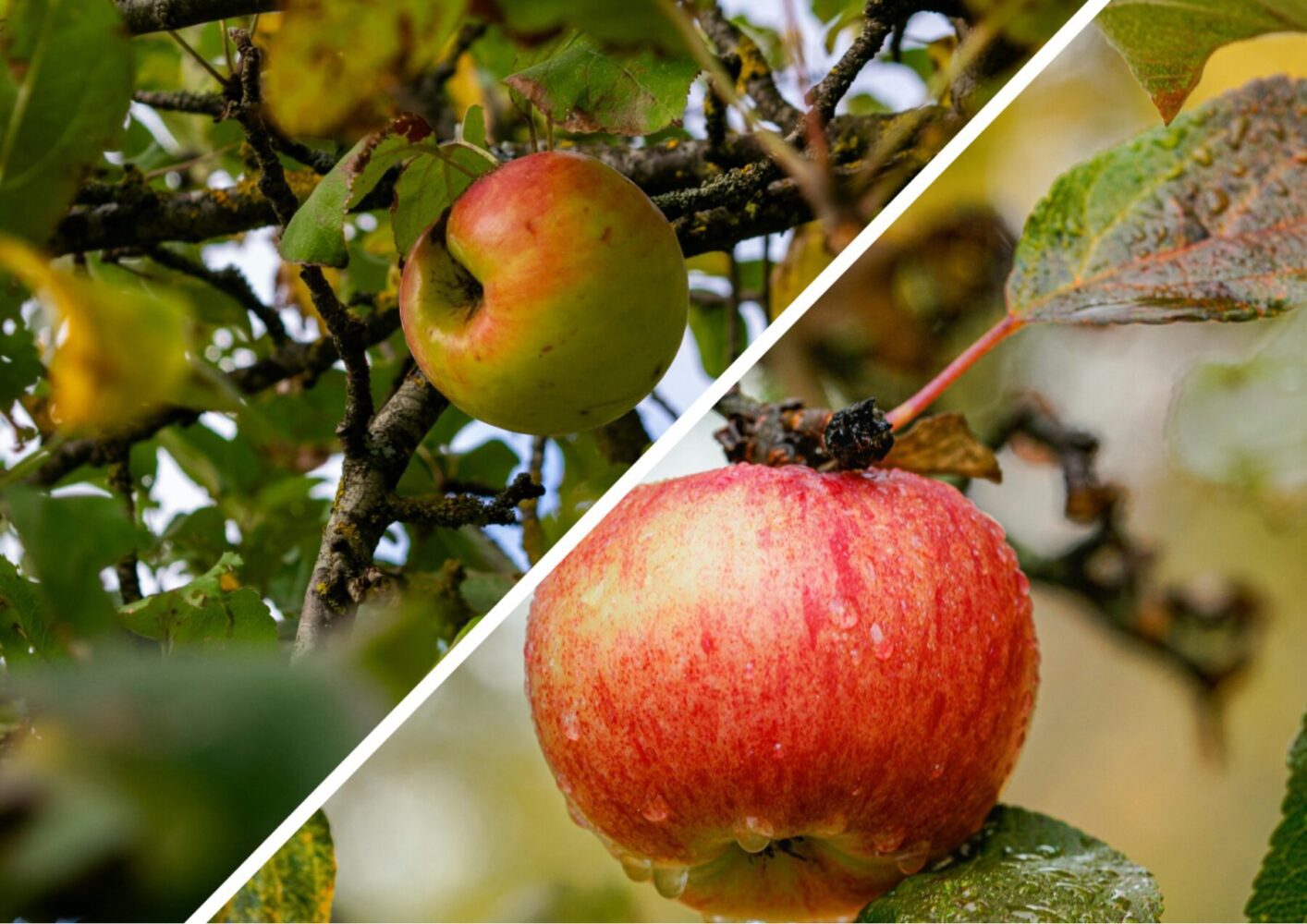 Садівники пояснили, яким розчином слід обробити всі дерева у вересні-2025