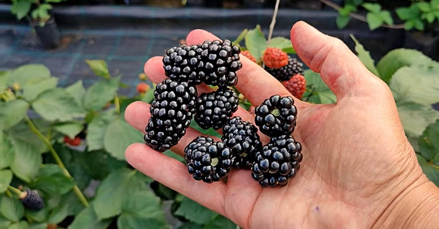 Садівники розповіли, як активувати ріст ожини в північному кліматі