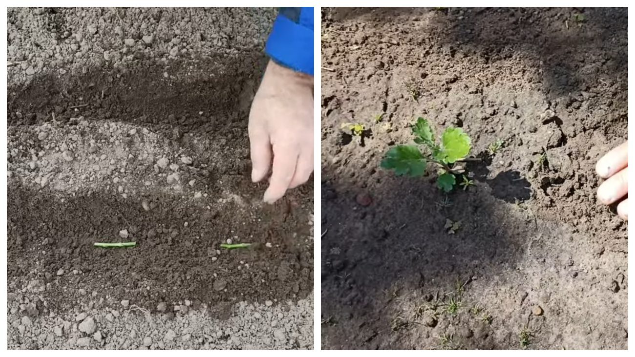 Садівники порадили, як розмножувати хризантему живцями