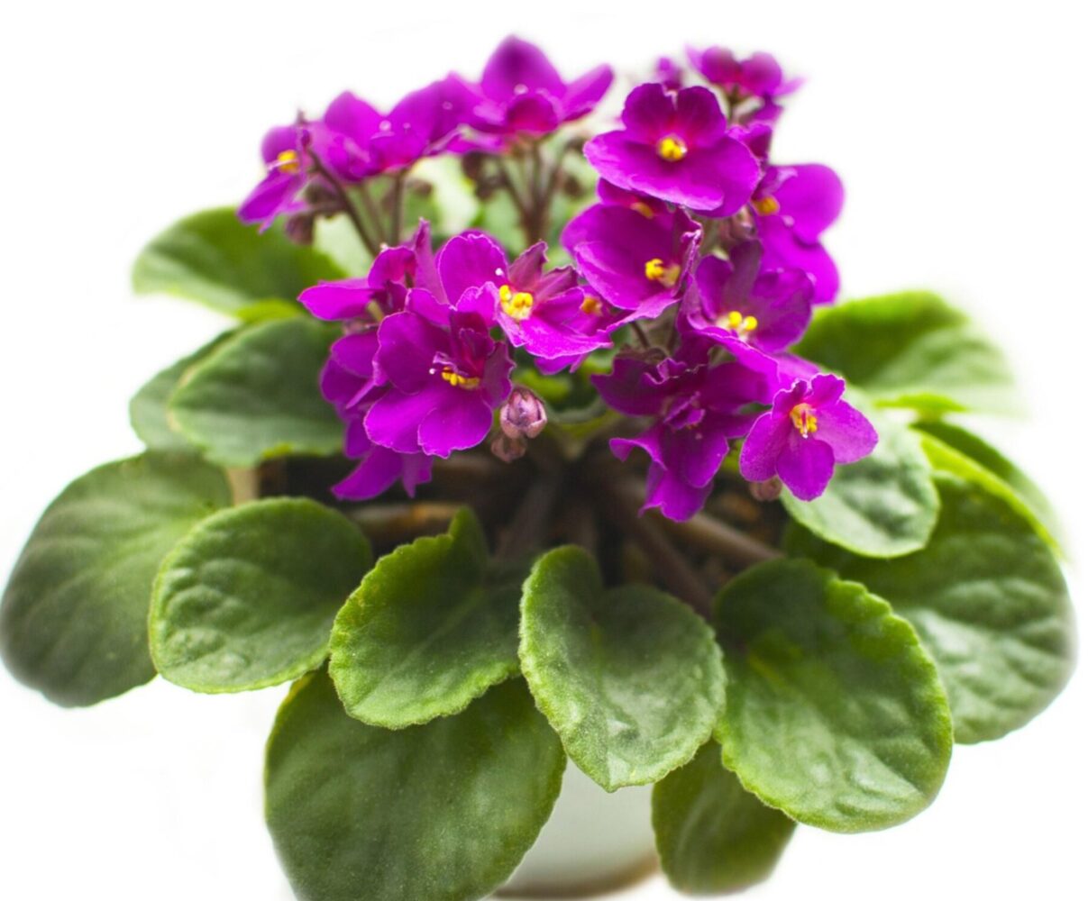 Квітникарі розповіли, чим підживити фіалку, щоб вона цвіла всю зиму