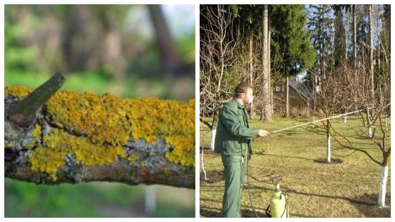 Садівники розповіли про останню передзимову обробку саду
