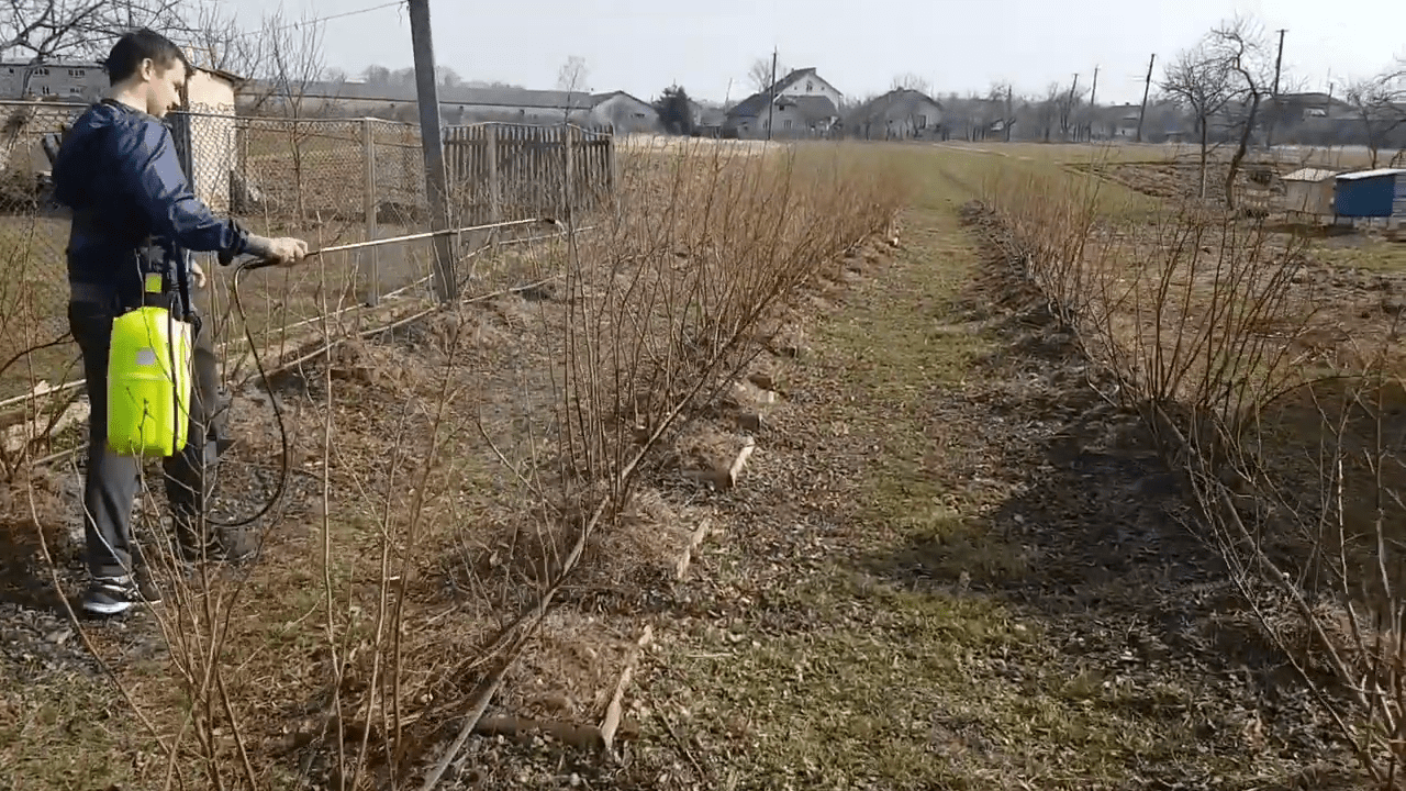 Експерти розповіли про важливі осінні роботи з деревами