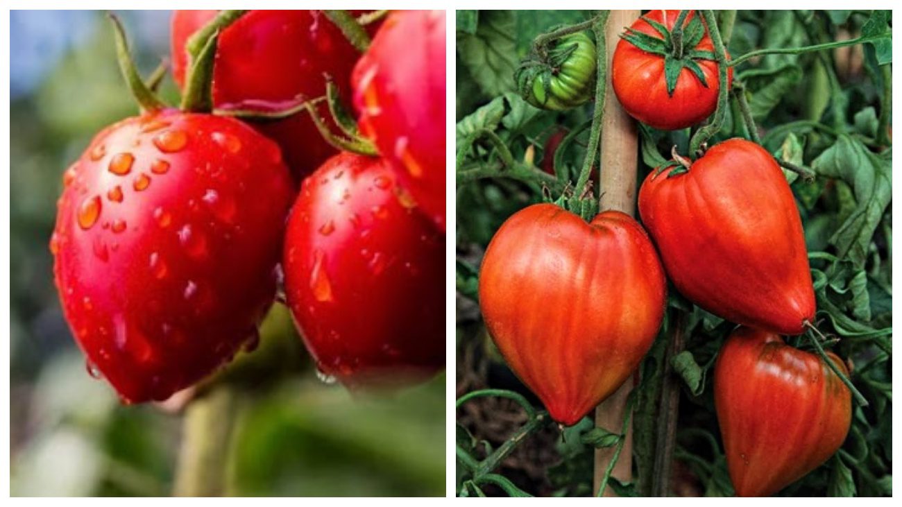 Будьонівка та Бичаче серце