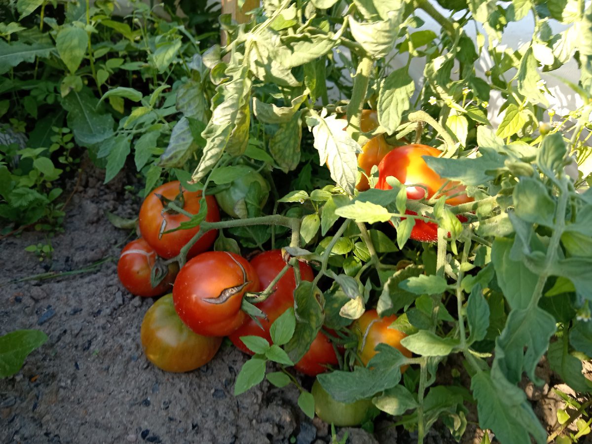 Городники назвали дієву суміш від фітофтори на томатах 