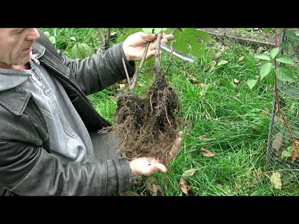 Як підготувати саджанці до посадки 