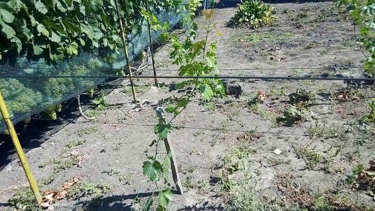 Як підготувати саджанці до посадки