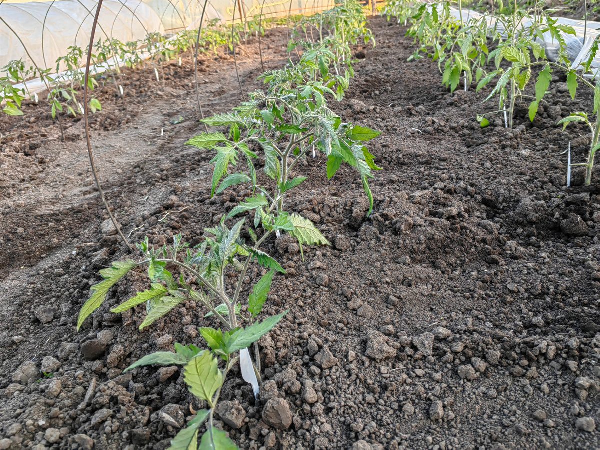 Експерти розповіли, як оновити ґрунт на ділянці, аби він був пухким і насиченим – корисні поради