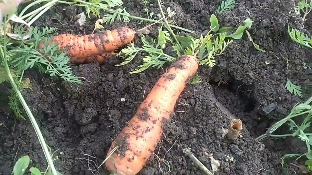 Найсолодший сорт моркви Імператор