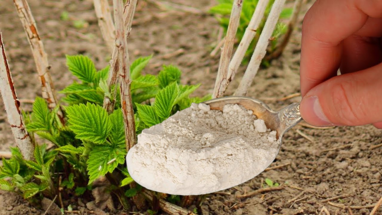 Найкраще добриво для малини восени