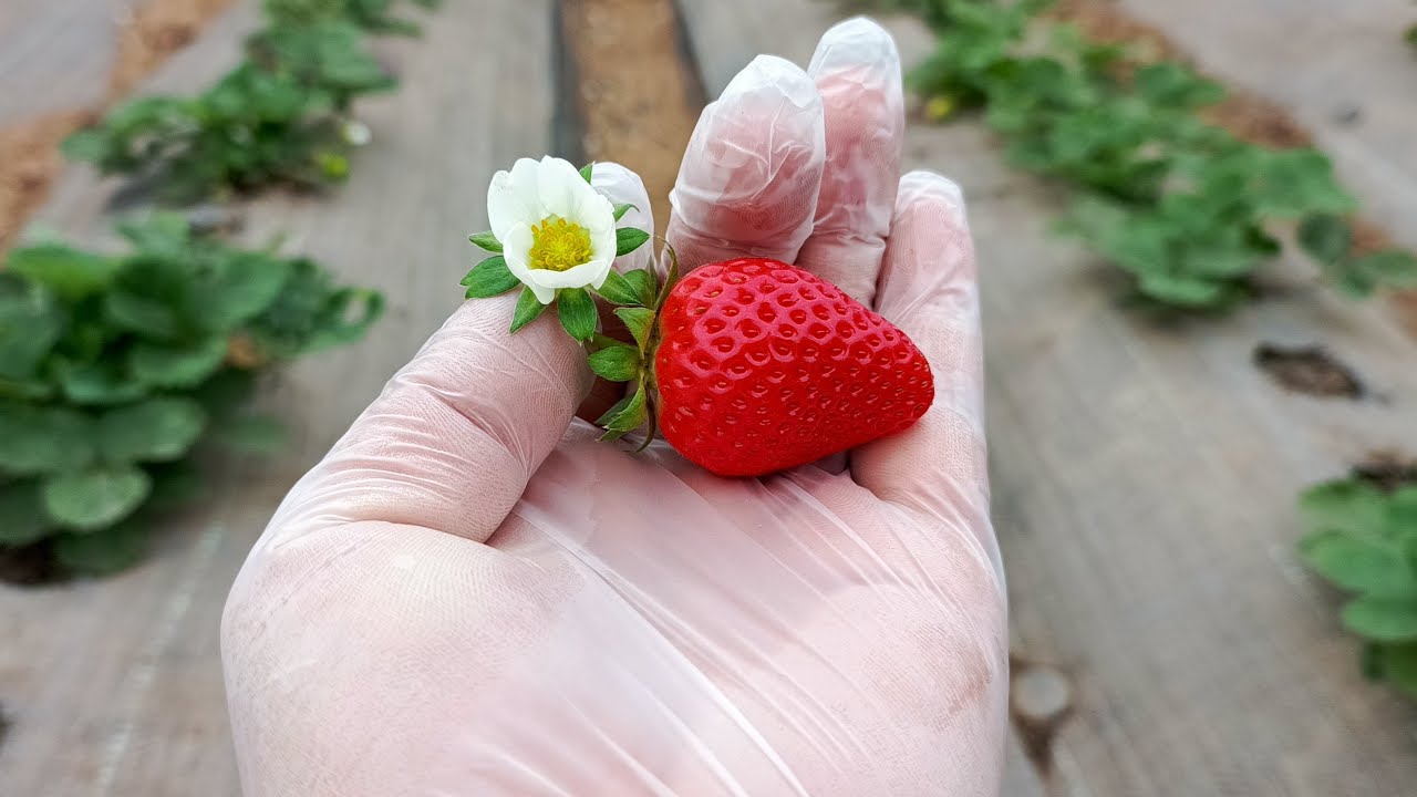 Експерти розповіли, як вирощувати полуницю у пластикових пляшках