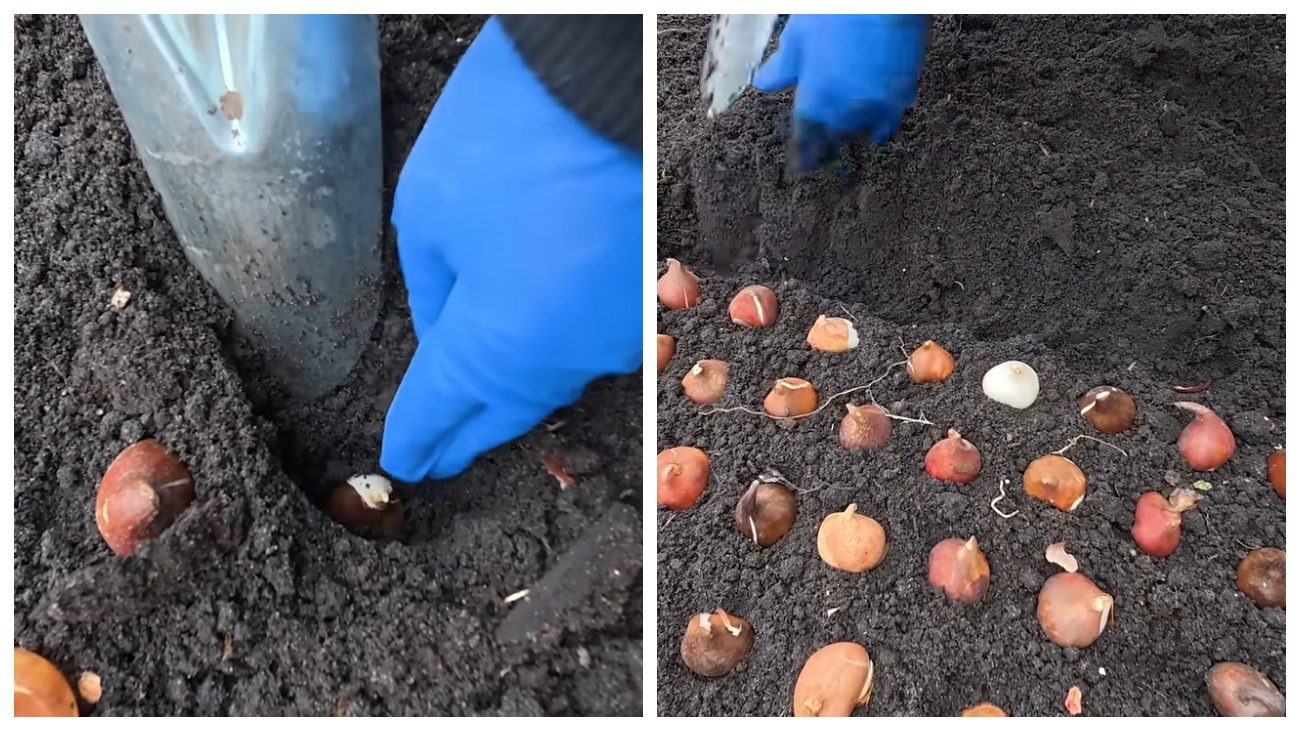 Квітникарі розповіли про голландський метод осінньої посадки тюльпанів