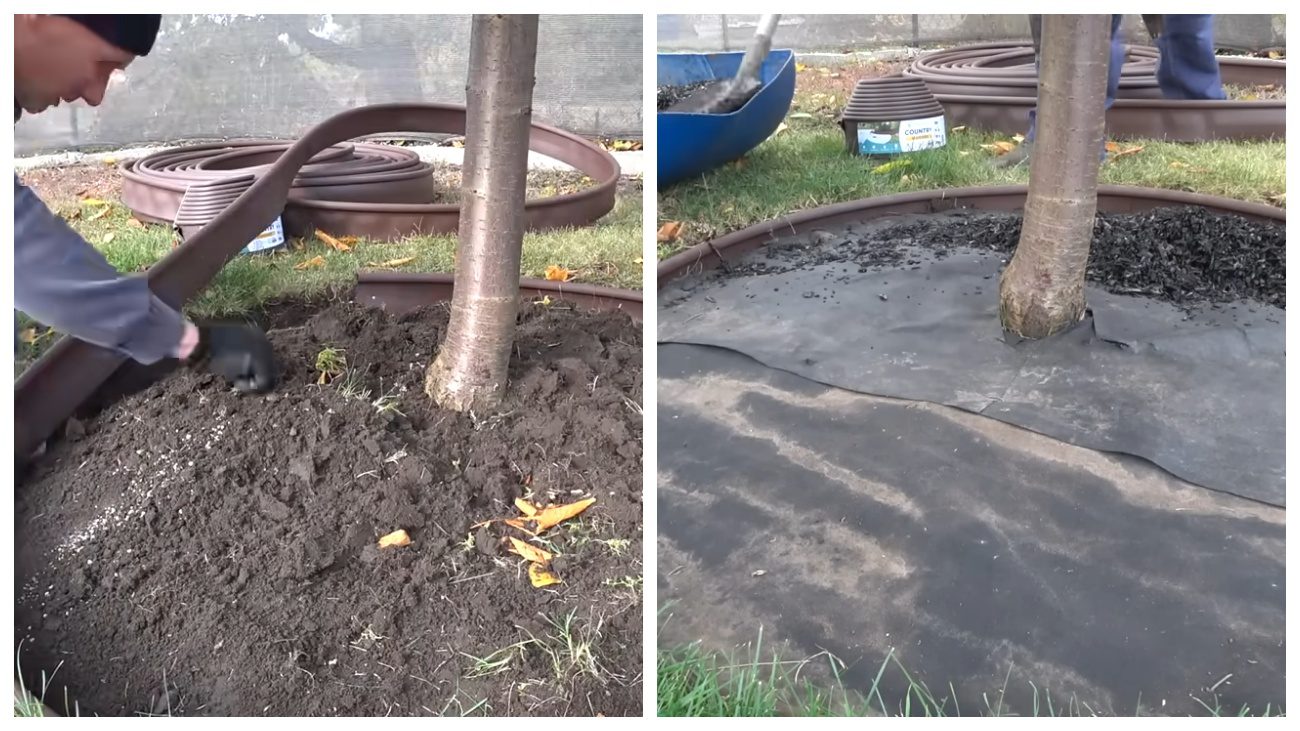 Садівники порадили, як правильно зробити восени пристовбурове коло