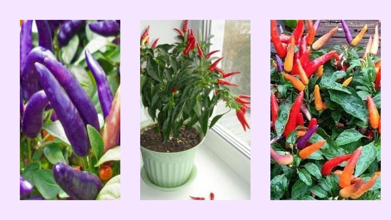 Експерти розповіли про найкращі сорти гострого перцю
