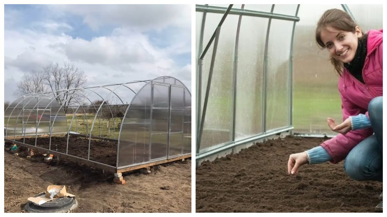 Городники розповіли, що варто посадити у теплицю в листопаді