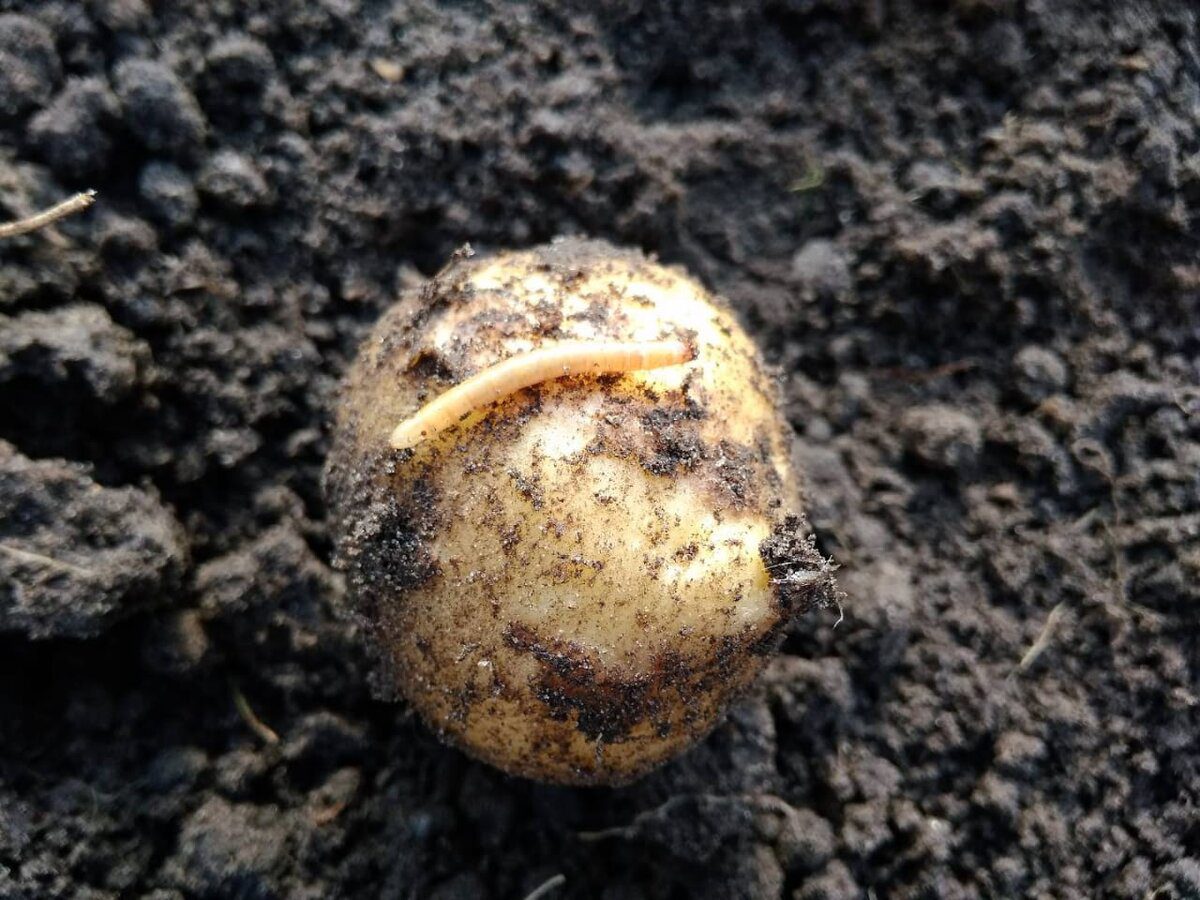 Експерти розповіли, як спровадити дротяника зі своєї грядки за допомогою простого лайфхаку