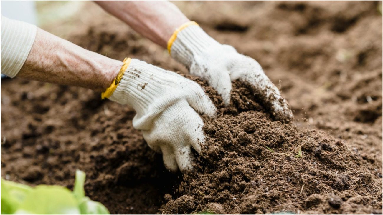Городники розповіли, чим розсіл з огірків може бути корисним на ділянці Городники розповіли, чим розсіл з огірків може бути корисним на ділянці