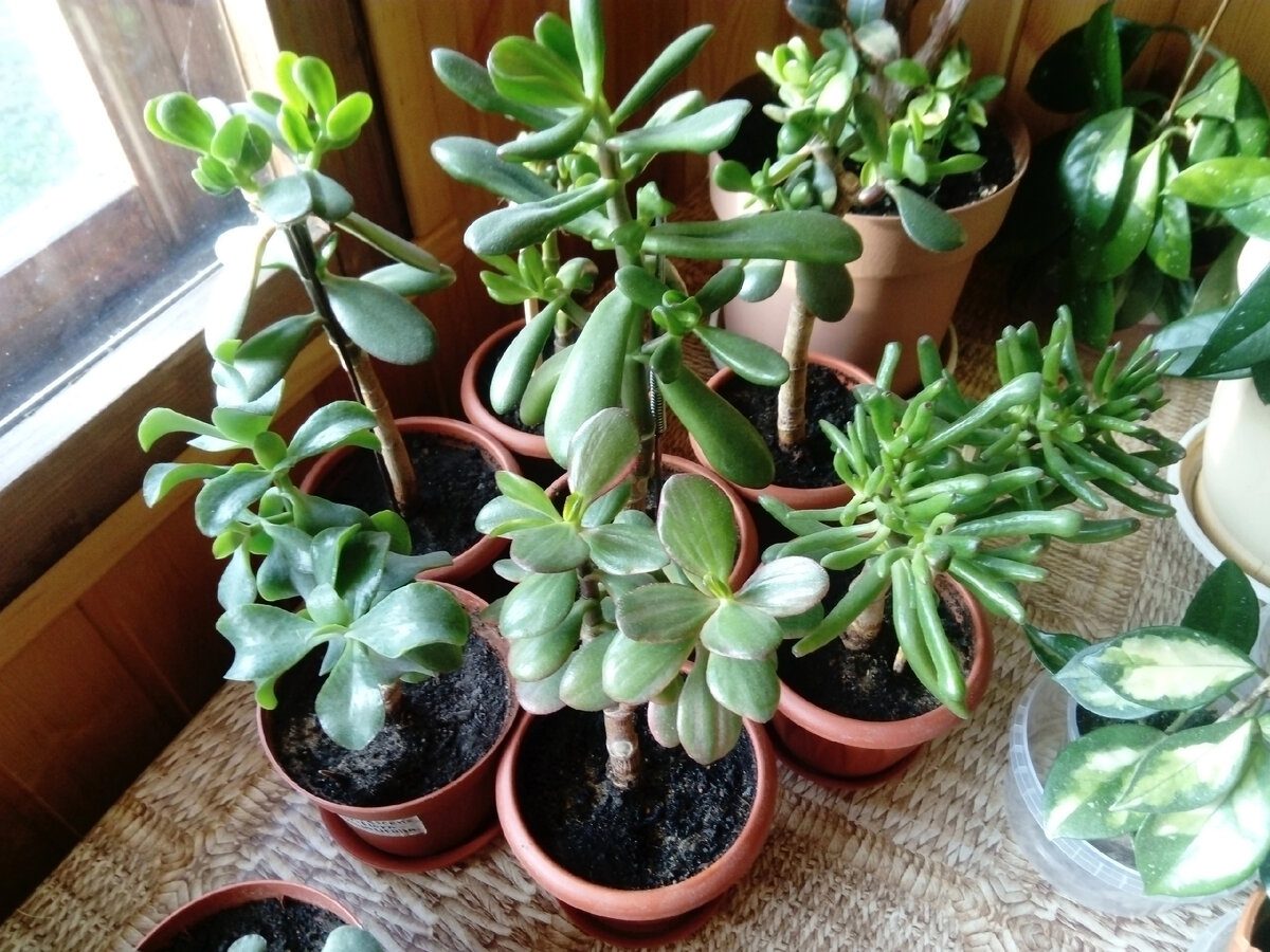 Експерти розповіли, в які дні краще не виконувати ніяких процедур із кімнатними рослинами