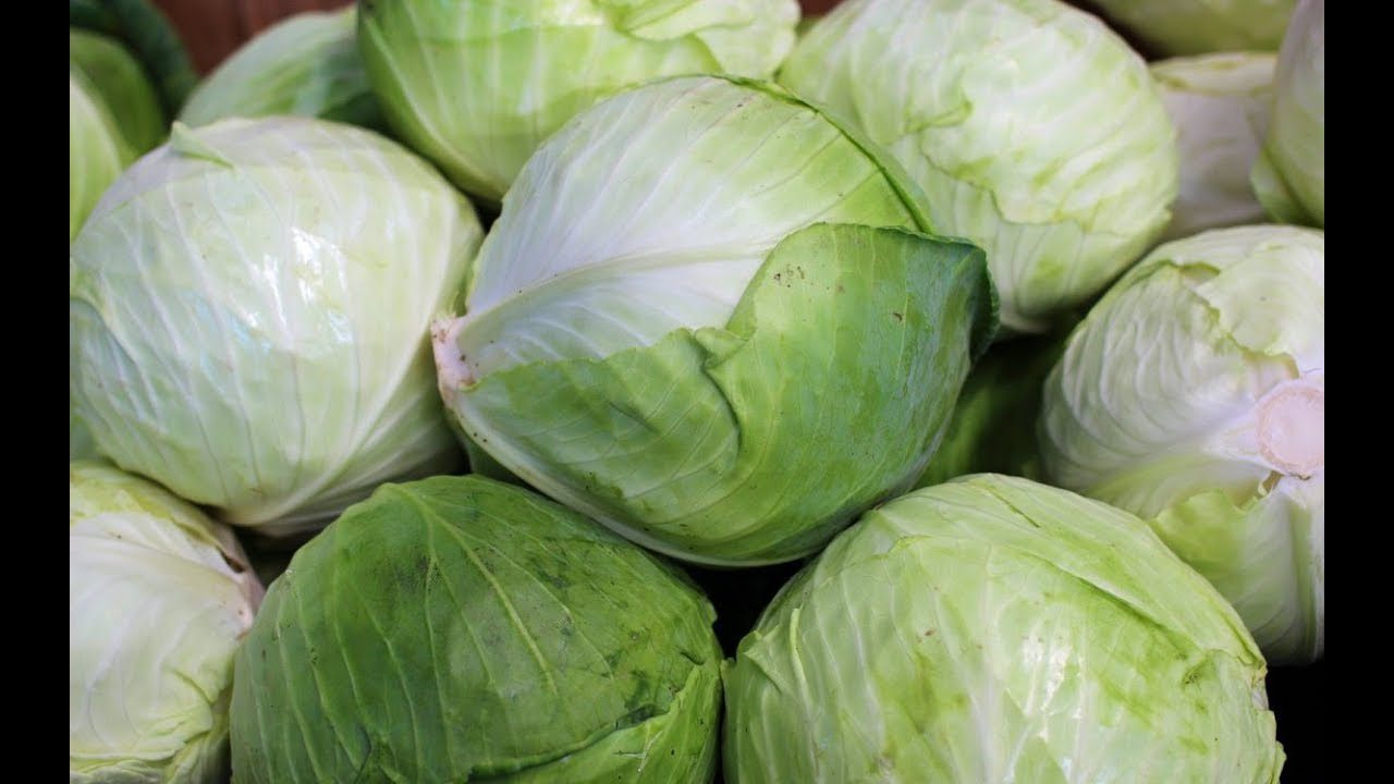 Сорт пізньостиглої морозостійкої капусти