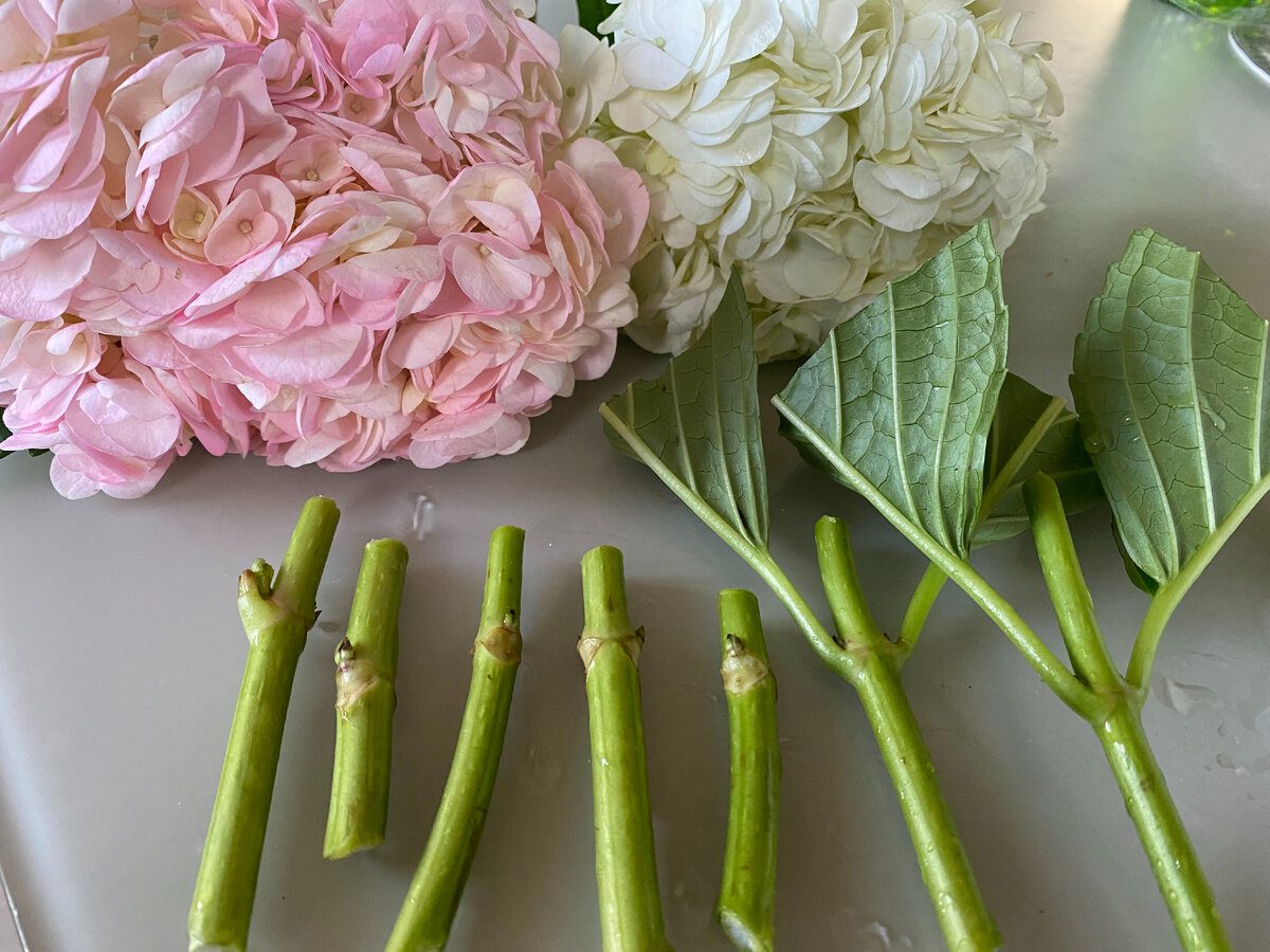 Експерти розповіли, як правильно розмножувати гортензії живцюванням для пишних кущів