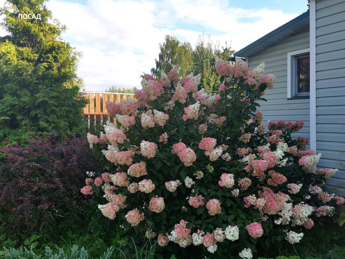 Експерти розповіли, як правильно розмножувати гортензії живцюванням для пишних кущів
