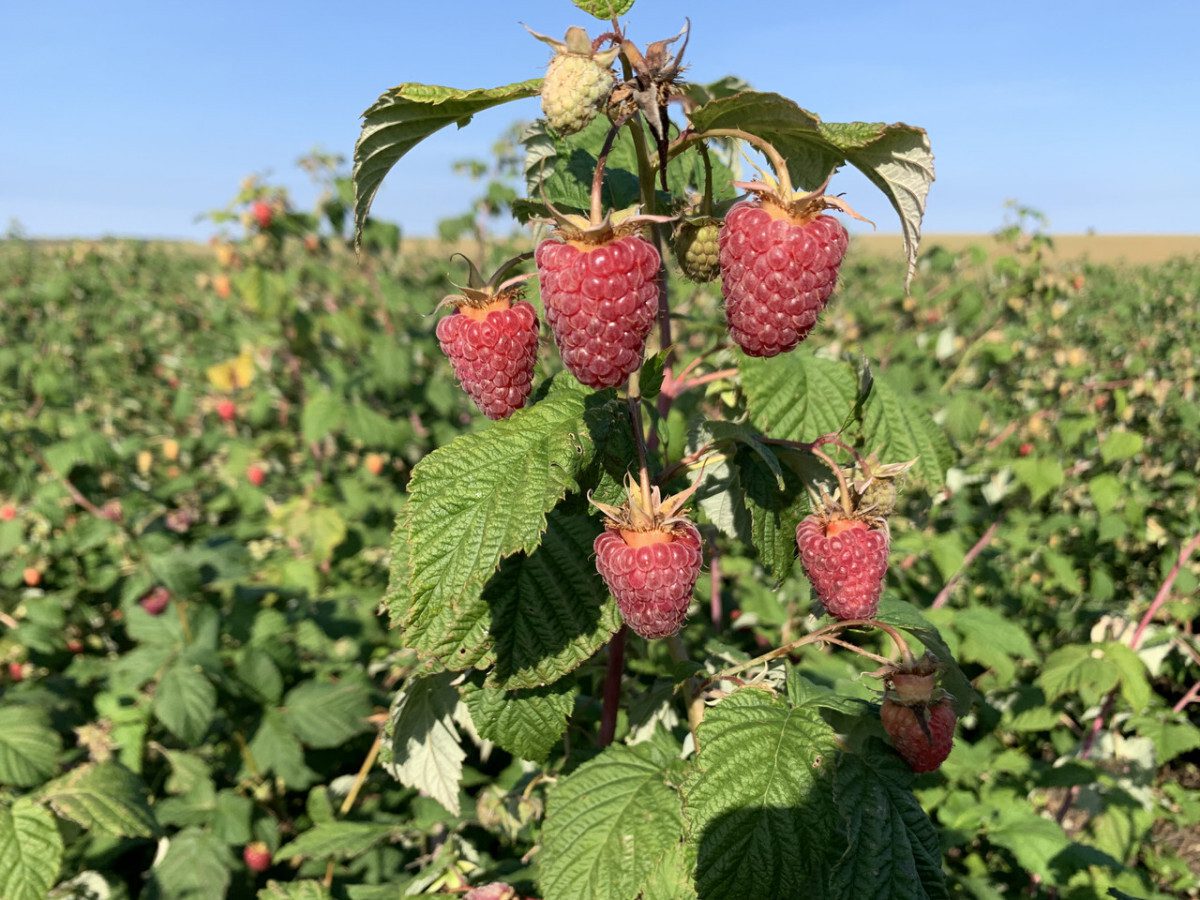 Городники розповіли, як восени підживлювати малину, щоб влітку збільшити врожай
