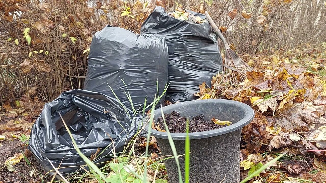 Мульчування городу опалим листям