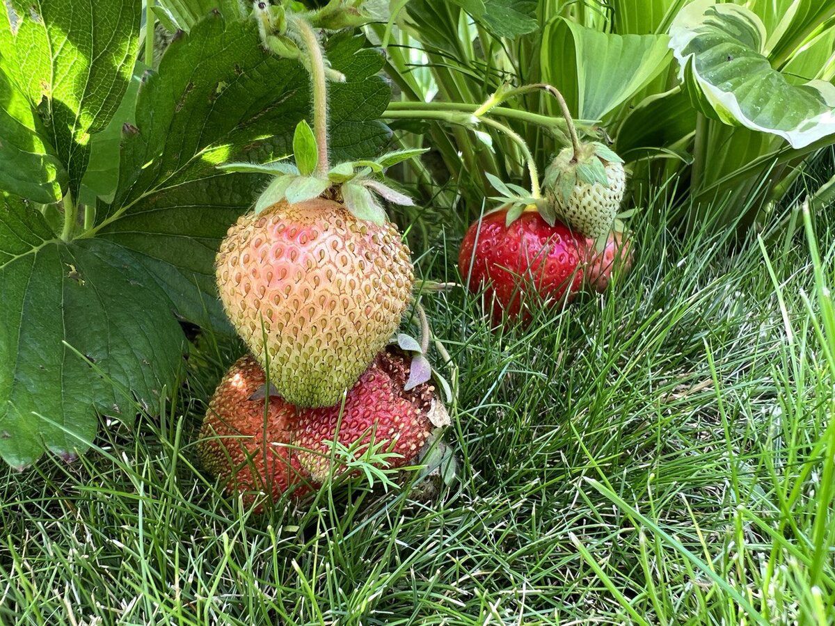 Експерти порадили спосіб, як захистити полуницю від сірої гнилі за допомогою звичайних сірників