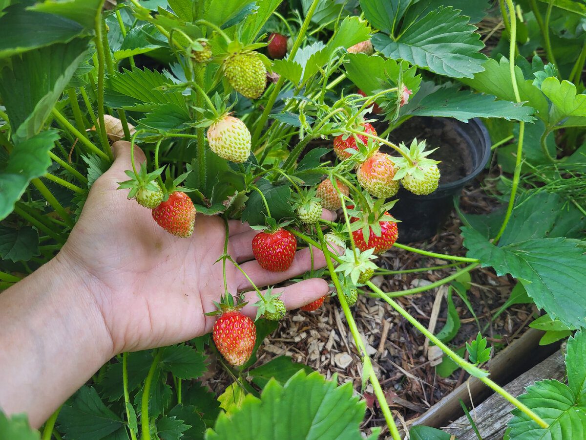 Експерти порадили спосіб, як захистити полуницю від сірої гнилі за допомогою звичайних сірників