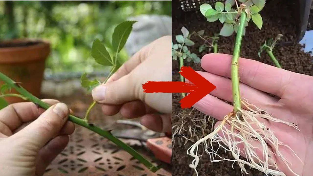 Садівники розповіли, як правильно укорінювати троянди в компості