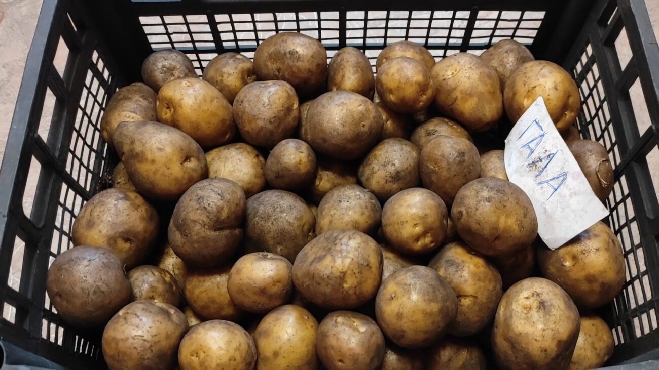 Городники назвали найкращі сорти картоплі для сезону 2026