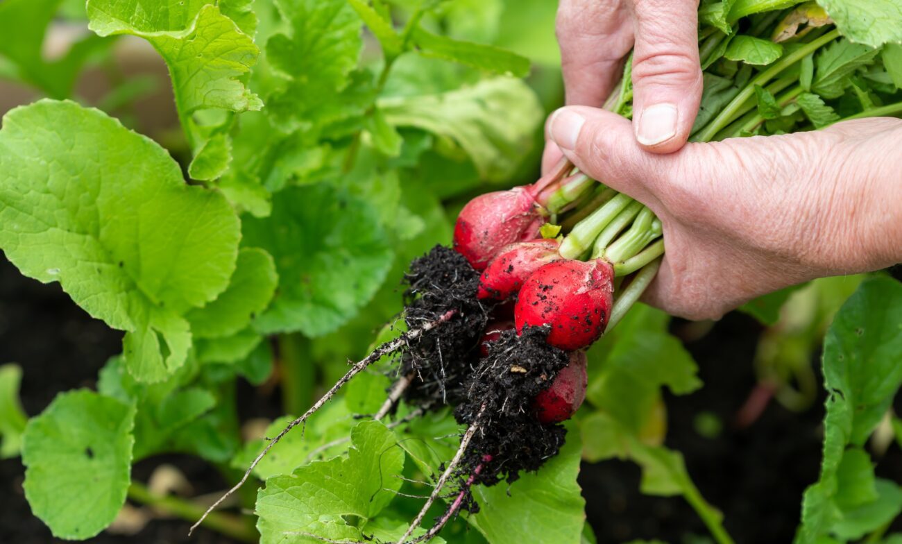 Городники розповіли, які овочі можна посадити під зиму Городники розповіли, які овочі можна посадити під зиму