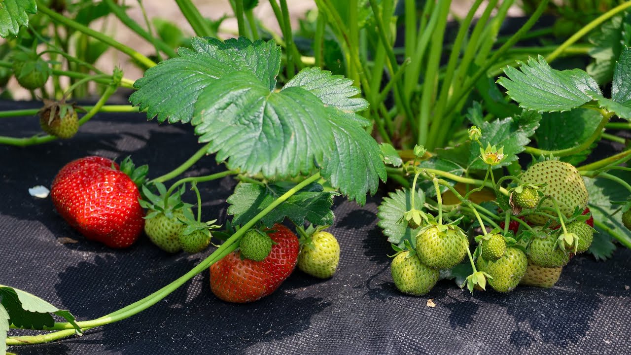 Агрономи розповіли, чим найкраще підгодувати полуницю в листопаді Агрономи розповіли, чим найкраще підгодувати полуницю в листопаді