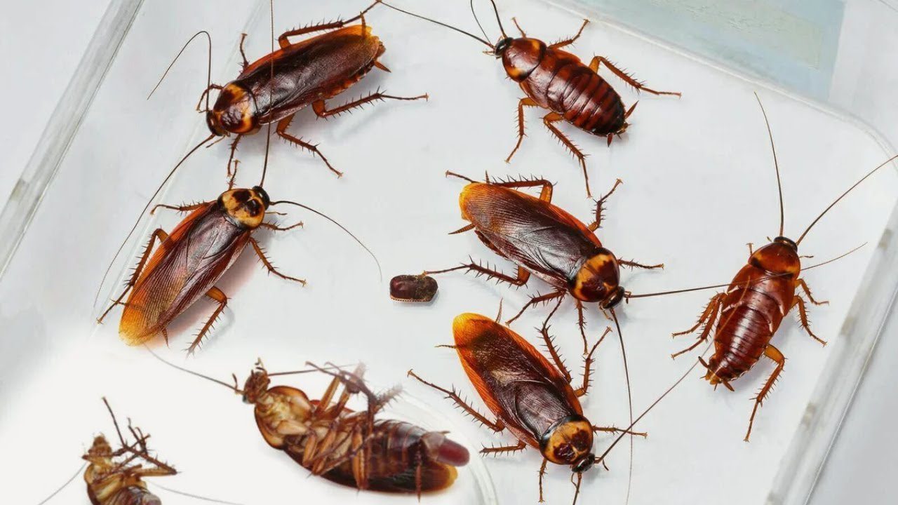 Господині назвали простий спосіб, який допоможе врятуватися від тарганів