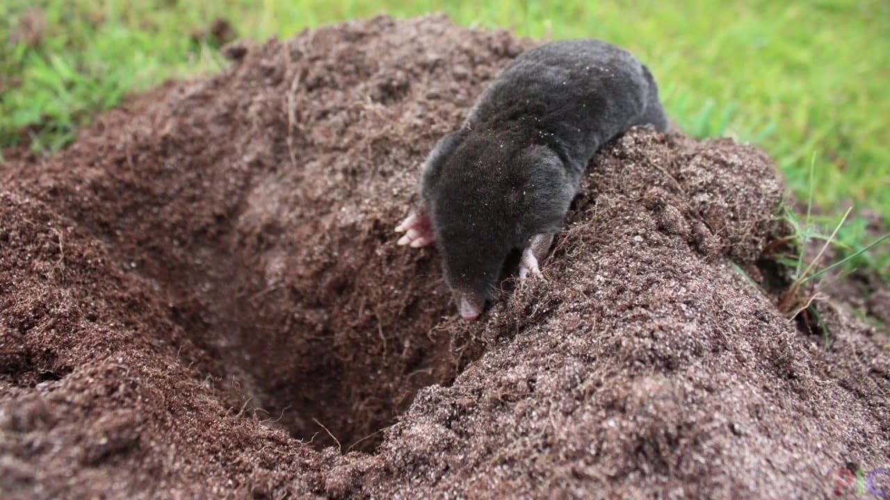 Дачники розповіли, як змусити кротів залишити город без шкоди для тварин