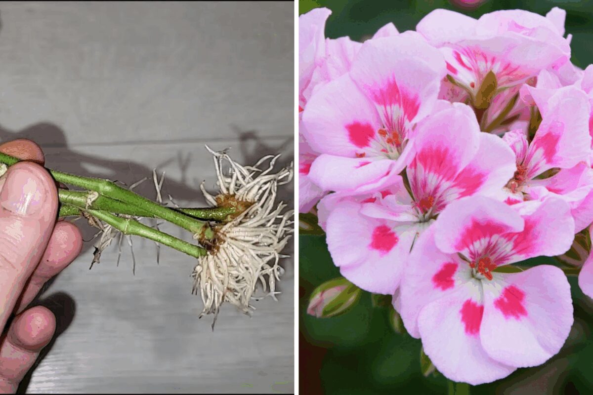 Квітникарі розповіли, як розмножити герань