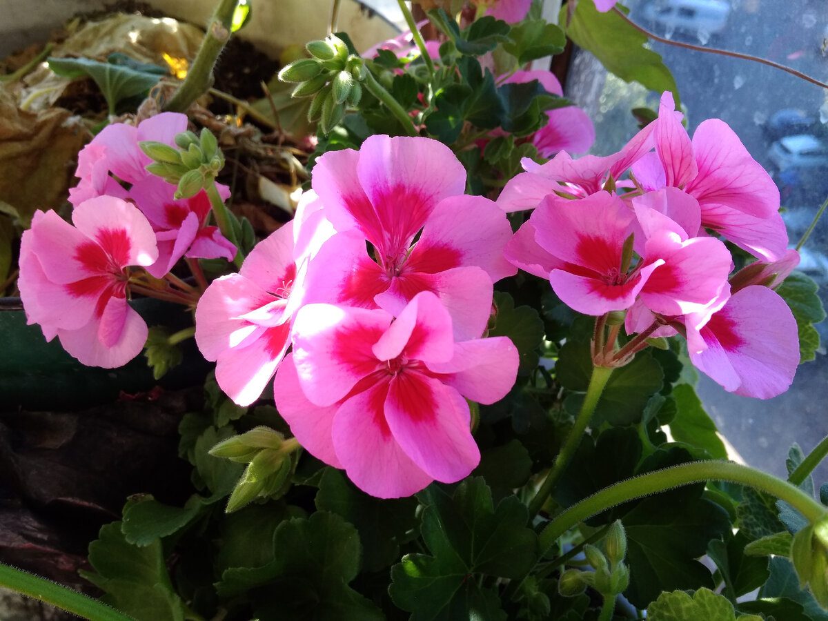 Експерти пояснили, який догляд за геранню після обрізки допоможе рослині цвісти набагато краще