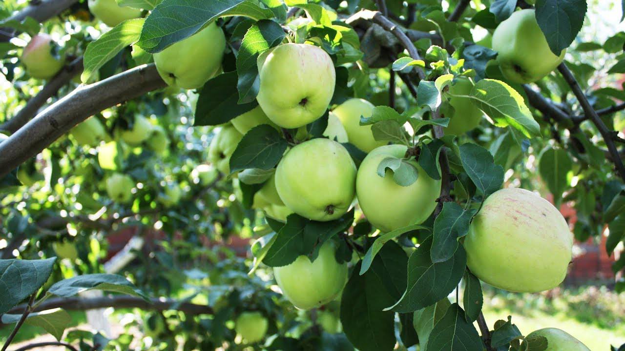 Садівники розповіли, чим найкраще підгодувати яблуню восени